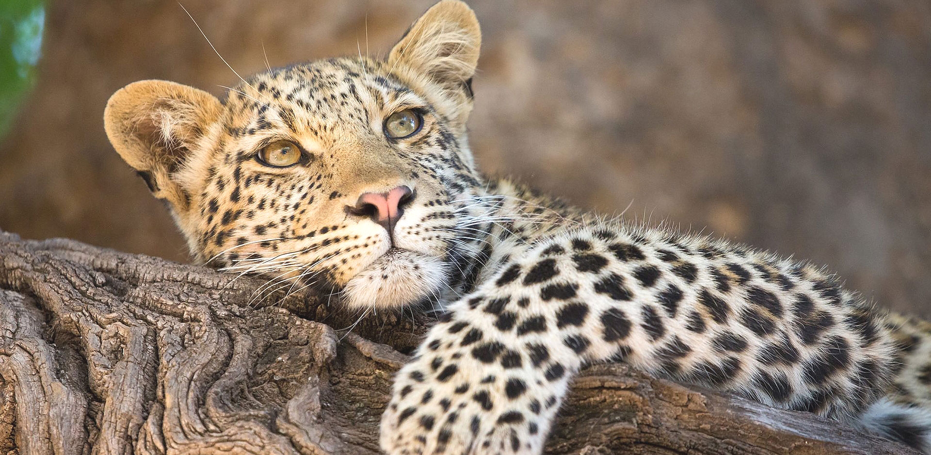 Popular Trips to Ngorongoro and Serengeti National Parks