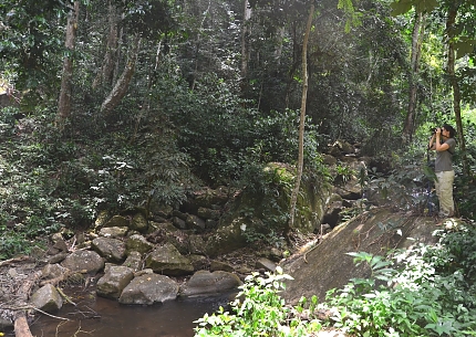 Amani Forest