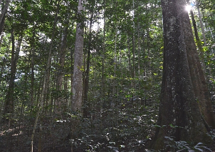 Amani Forest