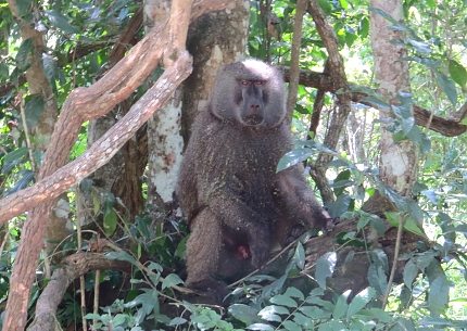 Arusha National Park Baboob