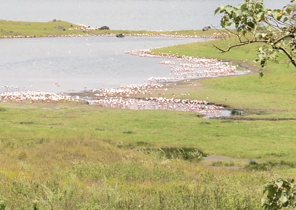 Arusha National Park Flamingos