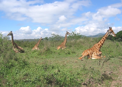 Arusha National Park Giraffes