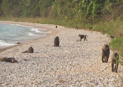 Baboons in Gombe Stream National Park