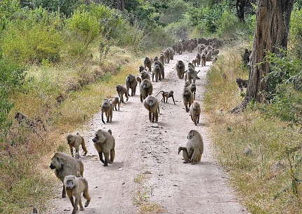 Baboons in Lake Manyara National Park