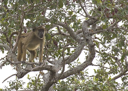 Baboons in Mkomazi National Park
