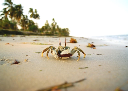 Beaches of Saadani National Park