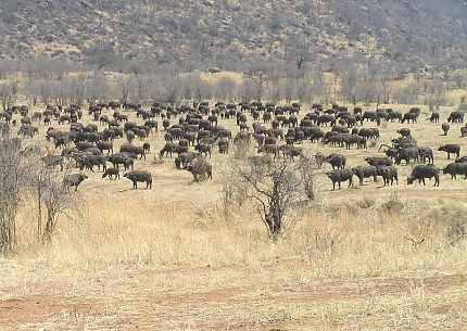Buffalo in Ruaha National Park