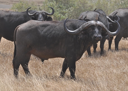 Buffalos in Tarangire National Park