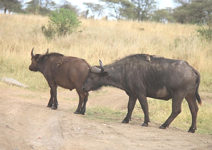 Buffalos in Tarangire National Park