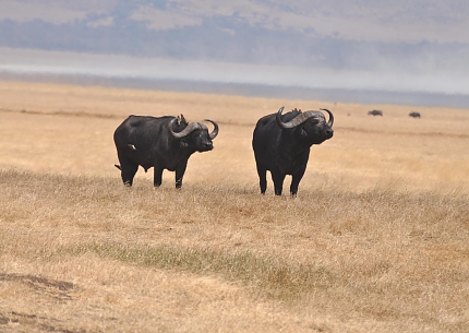Buffalos in Ngorongoro Crater