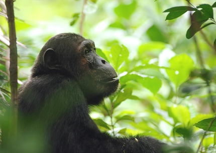 Chimps in Mahale Mountains National Park