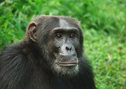 Chimp in Rubondo Island National Park