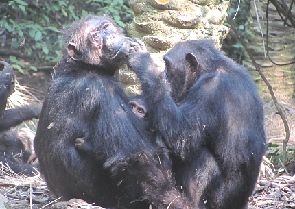 Chimps in Gombe Stream National Park