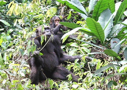Chimps in Gombe Stream National Park