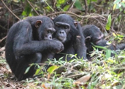 Chimps in Mahale Mountains National Park