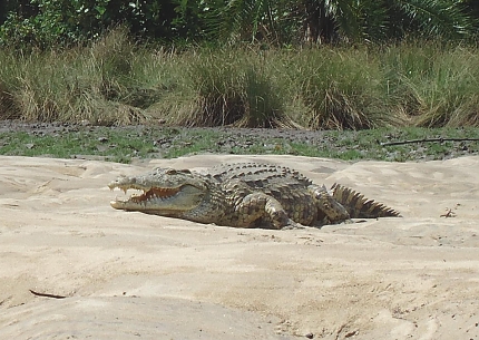 Crocodile in Selous Game Reserves