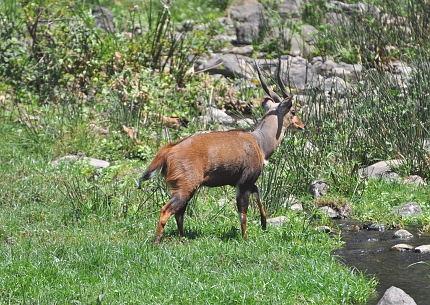Duiker in Lake Manyara National Park