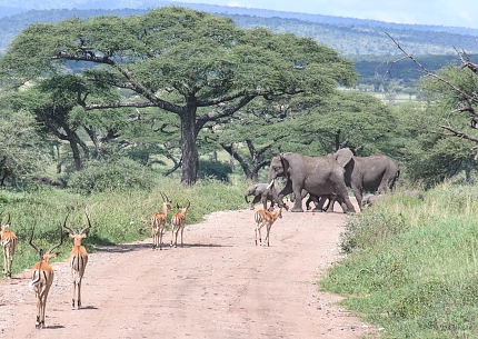 Elephant Crossing Serengeti National Park