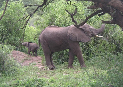 Elephants in Lake Manyara National Park