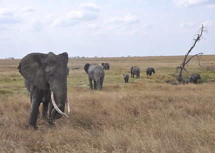 Elephants in Serengeti National Park