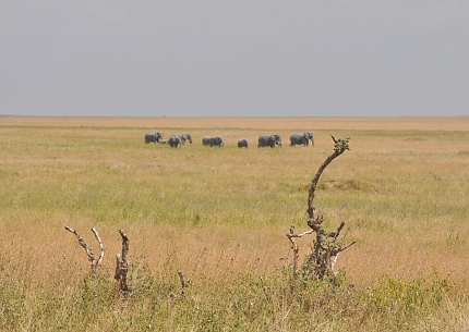 Elephants in Serengeti National Park