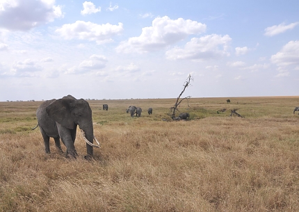 Elephants in Serengeti National Park