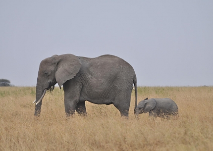 Elephants in Serengeti National Park