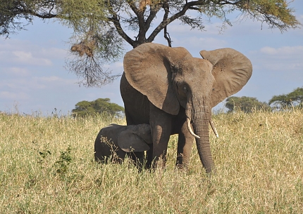 Elephants in Tarangire National Park