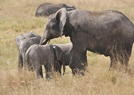 Elephants in Tarangire National Park