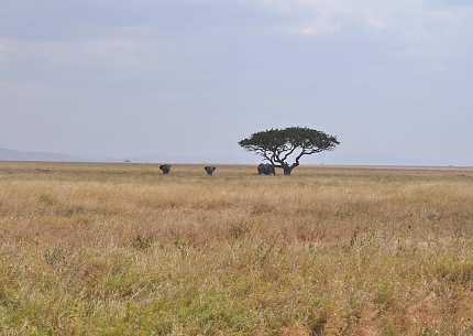 Endless Plain of Serengeti National Park