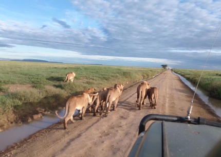 Game Drives in Serengeti National Park