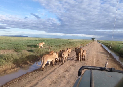 Game Drives in Serengeti National Park