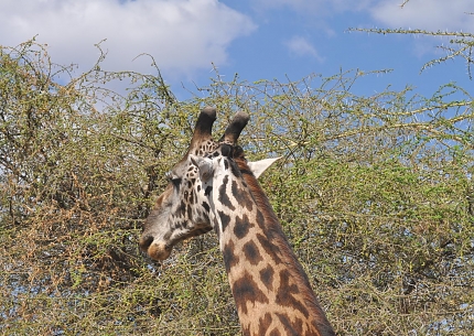 Giraffes in Tarangire National Park