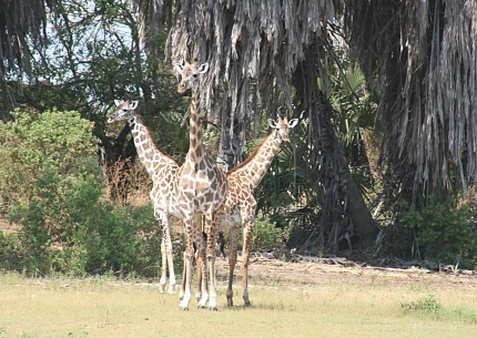Giraffes in Selous Game Reserve