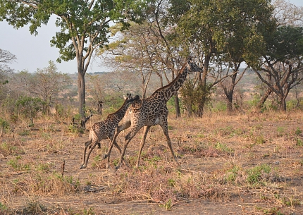 Giraffes in Katavi National Park