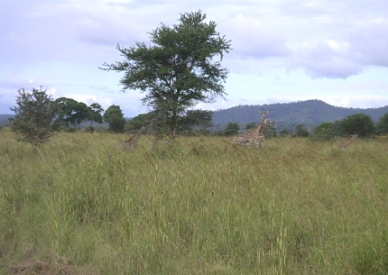 Giraffes in Mikumi National Park