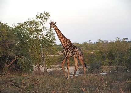 Giraffes Saadani National Park
