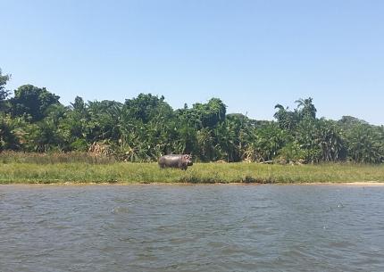 Hippo in Island National Park