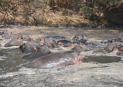 Hippos in Katavi National Park