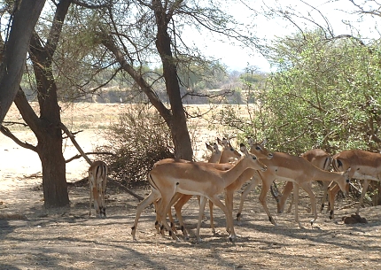 Impalas in Selous Game Reserve