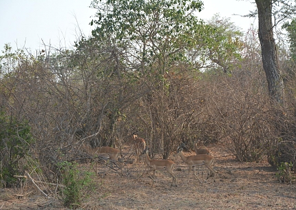 Impalas in Katavi National Park