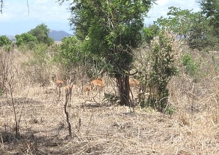 Impalas in Mikumi National Park