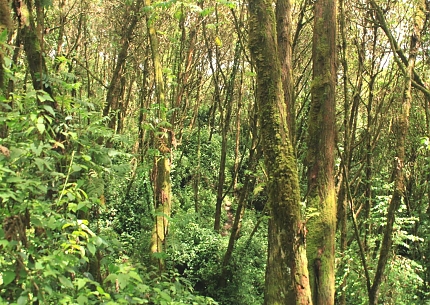 Lake Ngozi En-route Forest Path