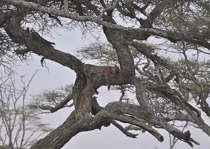 Leopard in Serengeti National Park