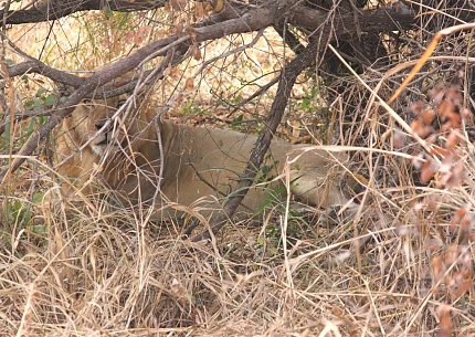 Lions in Mikumi National Park