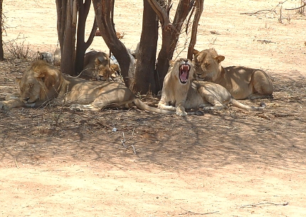 Lions in Selous Game Reserve