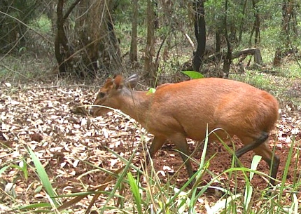 Lulanda Forest Reserve Harveys Duikers