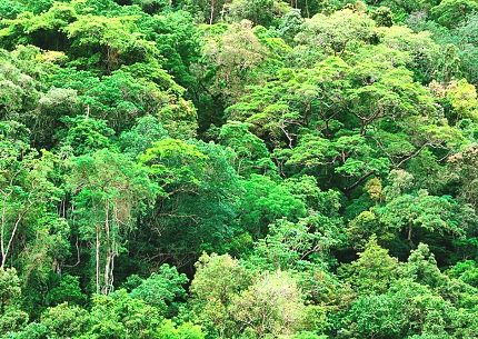Lulanda Forest Reserve