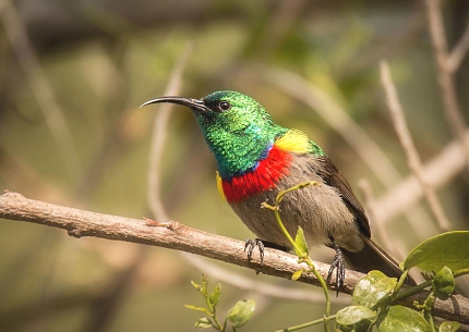Lulanda Forest Reserve Southern Double Collared Sunbird