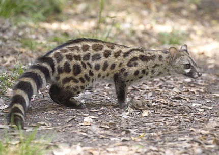Lulanda Lowes Servaline Genet